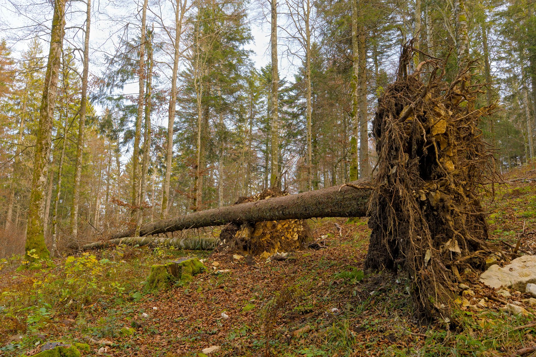 Enlèvement arbre urgence équipe à Le Grand-Quevilly